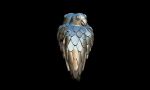 Parrots ring