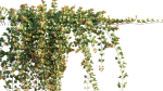 Parthenocissus Sikkimensis - Sikkim creeper - 02