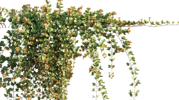 Parthenocissus Sikkimensis - Sikkim creeper - 02
