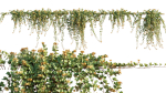 Parthenocissus Sikkimensis - Sikkim creeper - 02