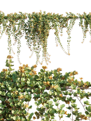 Parthenocissus Sikkimensis - Sikkim creeper - 02