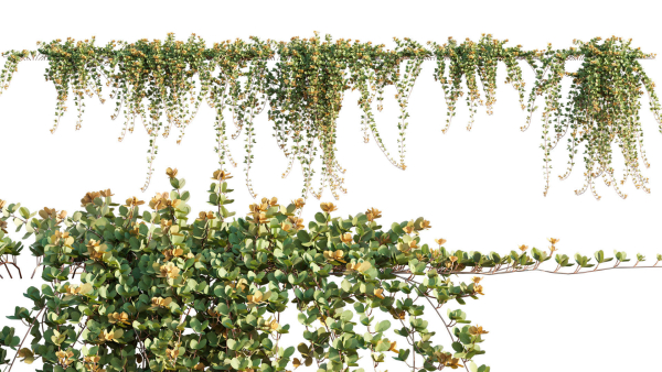 Parthenocissus Sikkimensis - Sikkim creeper - 02