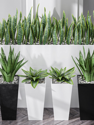 partition-office-plants-sanseveria-snake-air-purifying-3d-model-max-obj-fbx-mat