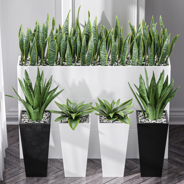 Partition Office Plants Sanseveria Snake Air Purifying