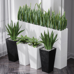 Partition Office Plants Sanseveria Snake Air Purifying