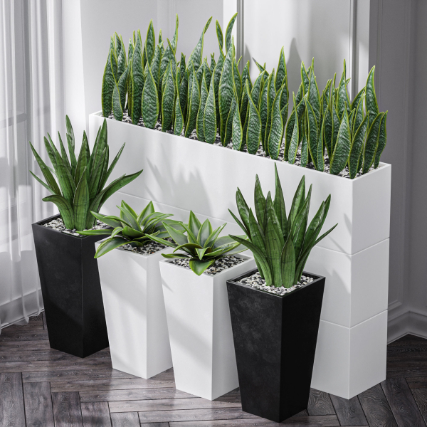 Partition Office Plants Sanseveria Snake Air Purifying