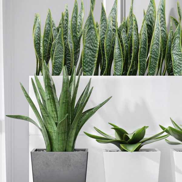 Partition Office Plants Sanseveria Snake Air Purifying