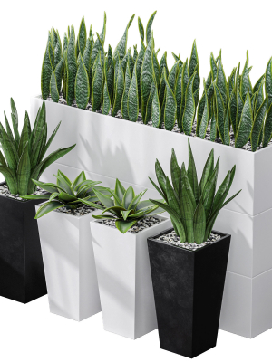 Partition Office Plants Sanseveria Snake Air Purifying