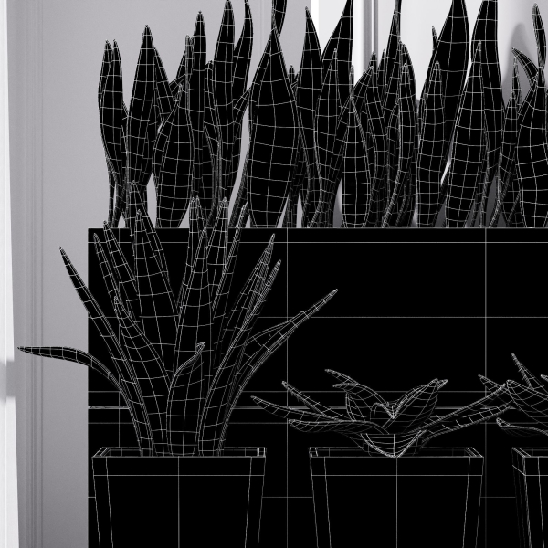 Partition Office Plants Sanseveria Snake Air Purifying