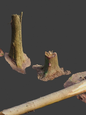 pbr-spruce-stump-broken-dead-photoscan-realistic-3d-model-obj-fbx-blend