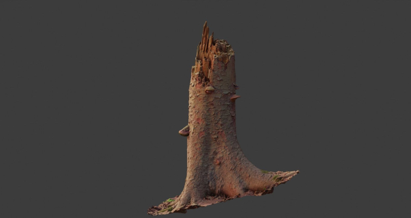 PBR Spruce Stump Broken Dead Photoscan Realistic