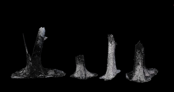 PBR Spruce Stump Broken Dead Photoscan Realistic