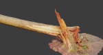 PBR Spruce Stump Broken Dead Photoscan Realistic