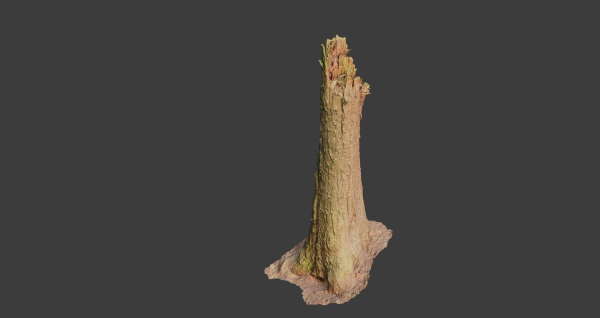 PBR Spruce Stump Broken Dead Photoscan Realistic