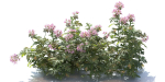 Pelargonium graveolens