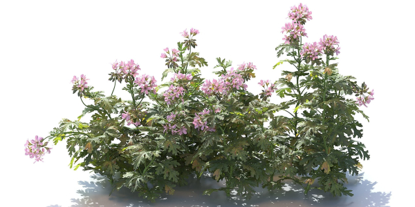 Pelargonium graveolens