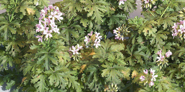 Pelargonium graveolens