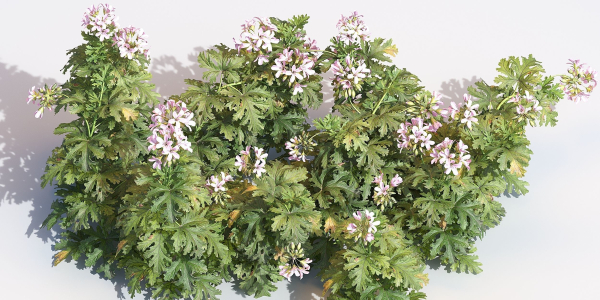 Pelargonium graveolens