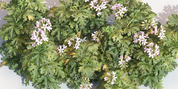 Pelargonium graveolens
