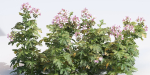 Pelargonium graveolens