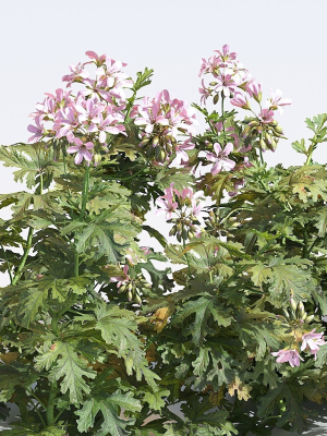 Pelargonium graveolens