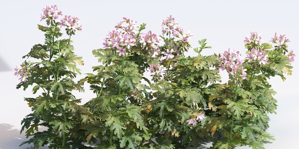 Pelargonium graveolens