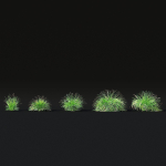 Pennisetum alopecuroides Black Beauty