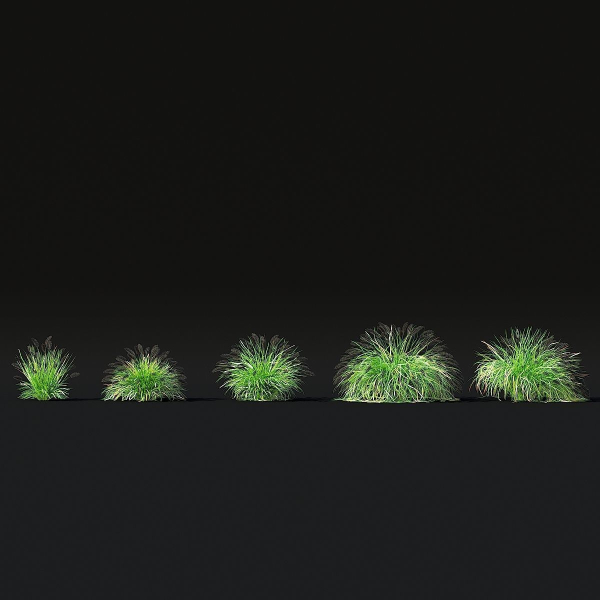 Pennisetum alopecuroides Black Beauty