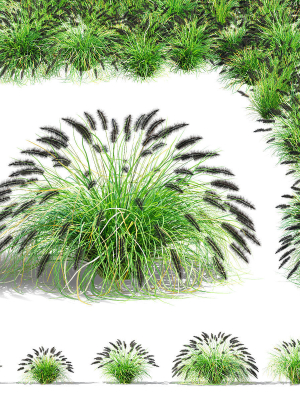 Pennisetum alopecuroides Black Beauty