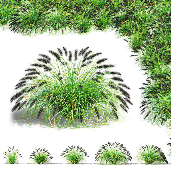 Pennisetum alopecuroides Black Beauty