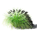 Pennisetum alopecuroides Black Beauty