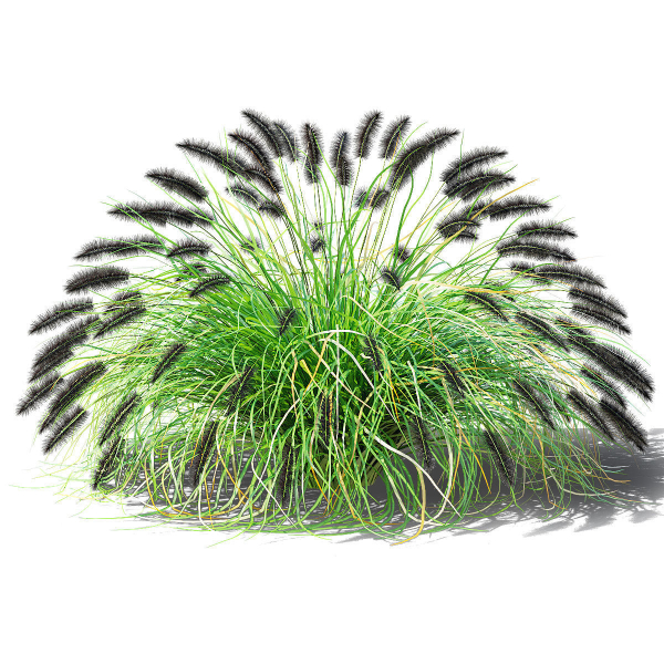 Pennisetum alopecuroides Black Beauty
