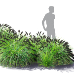 Pennisetum alopecuroides Black Beauty