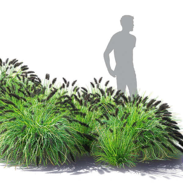 Pennisetum alopecuroides Black Beauty