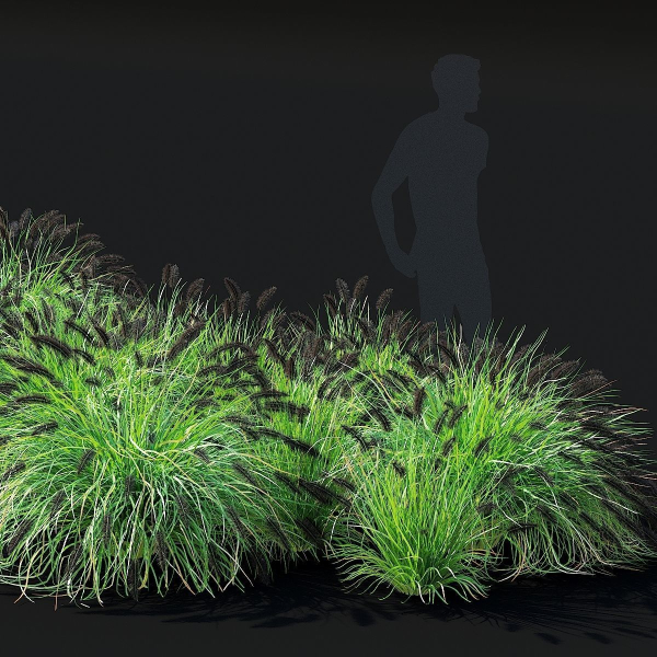 Pennisetum alopecuroides Black Beauty