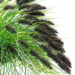 Pennisetum alopecuroides Black Beauty