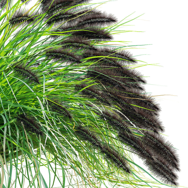 Pennisetum alopecuroides Black Beauty
