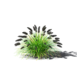 Pennisetum alopecuroides Black Beauty