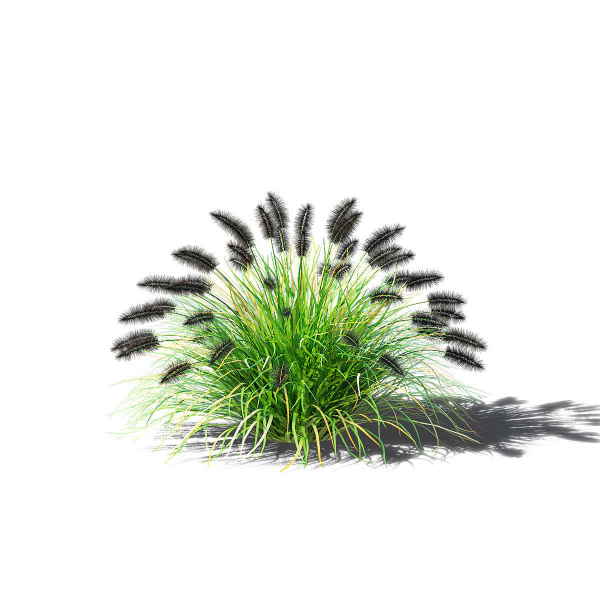 Pennisetum alopecuroides Black Beauty