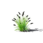 Pennisetum alopecuroides Black Beauty