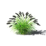 Pennisetum alopecuroides Black Beauty
