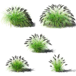 Pennisetum alopecuroides Black Beauty