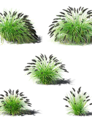 pennisetum-alopecuroides-black-beauty-3d-model-edfa661f55