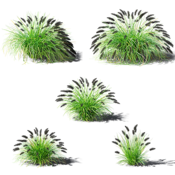 Pennisetum alopecuroides Black Beauty