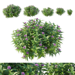 Pentas Lanceolata Bush