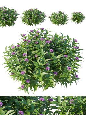 Pentas Lanceolata Bush