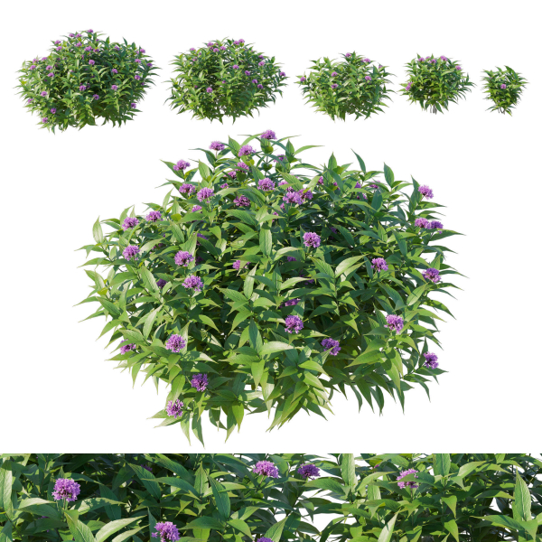 Pentas Lanceolata Bush