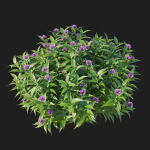 Pentas Lanceolata Bush
