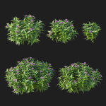 Pentas Lanceolata Bush