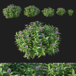 Pentas Lanceolata Bush